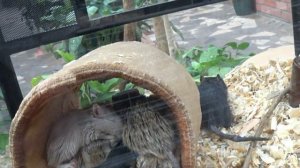 ЗООПАРК Воронеж.Воронежский зоопарк-зоопитомник