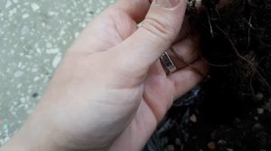 Пятна на кислице. Пытаемся найти причину. Галловые нематоды