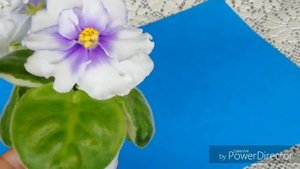Фиалка ЕК - Белый Мустанг./Описание сорта фиалки.
