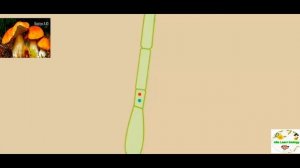 Ботаника. Размножение грибов.