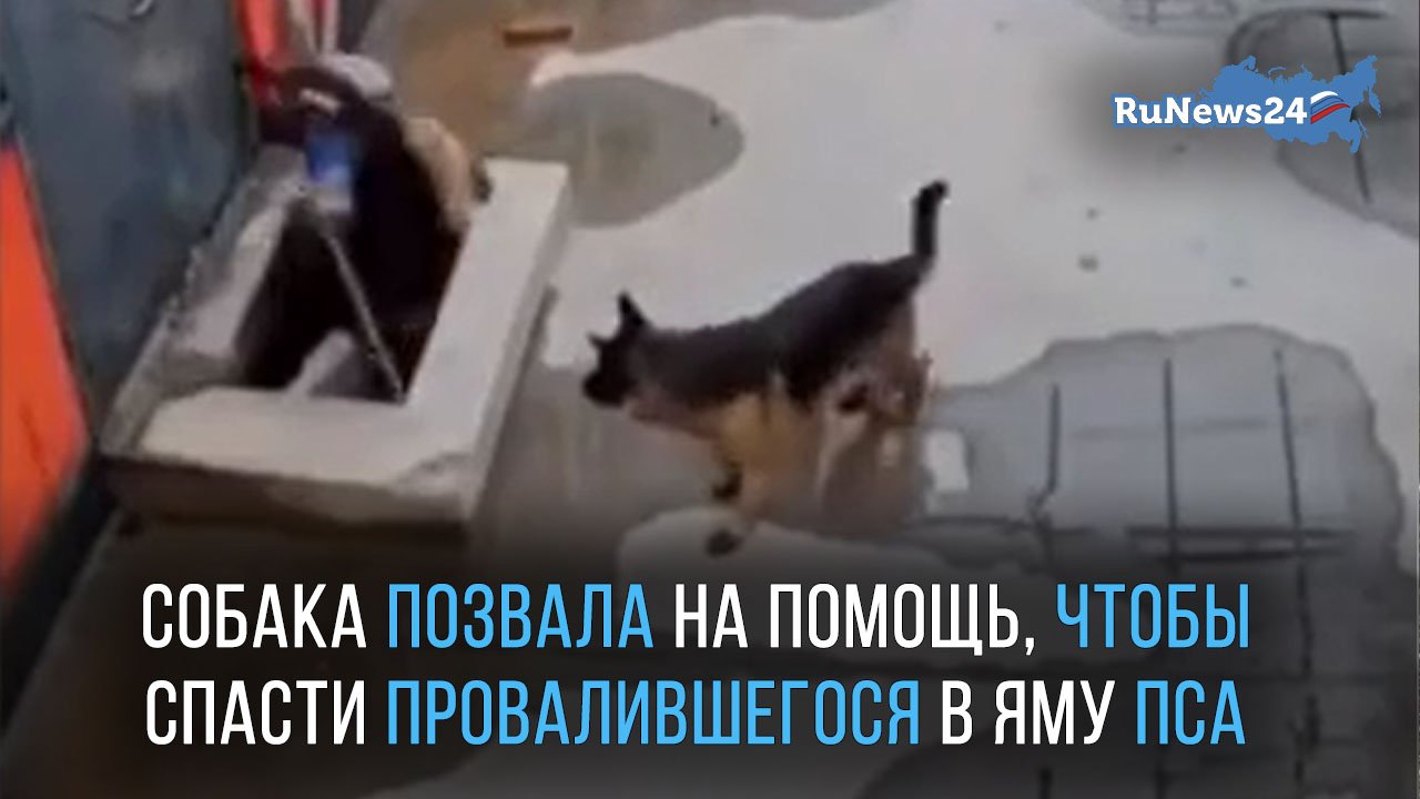Собака позвала на помощь, чтобы спасти своего четвероногого друга, провалившегося в яму