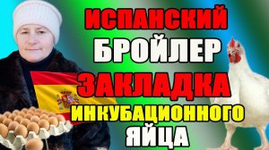 Испанский бройлер. Закладка инкубационного яйца.