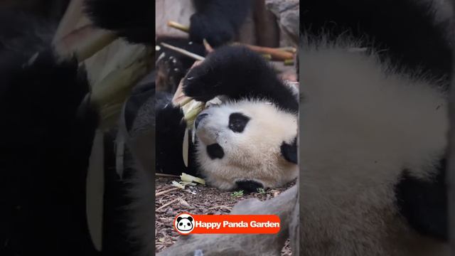 Panda lying down and eating | giant panda & cute panda