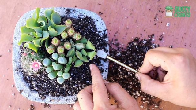 Succulent Arrangement of the Day смотреть онлайн