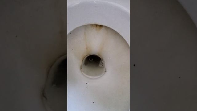 сверхмощный способ легко и дешево отТЕРЕТЬ УНИТАЗ от мочевого камня и известкового налета, лайфхак смотреть онлайн