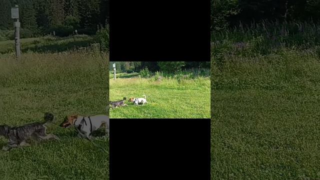 прогулка с собаками с подругой