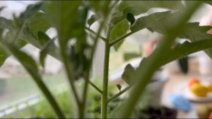 ВОТ ЭТО СЮРПРИЗ! ЧТО ИЗ ЭТОГО ПОЛУЧИЛОСЬ?!