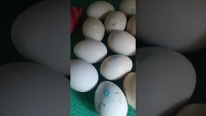 Инкубация индоуток 33 сутки!!! Наклёв индоуток)))