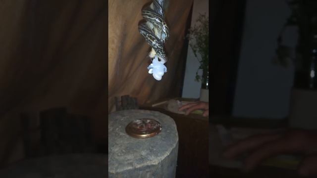 брачный танец слизней смотреть онлайн