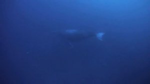 Baby Humpback Whale on Protea Banks, South Africa