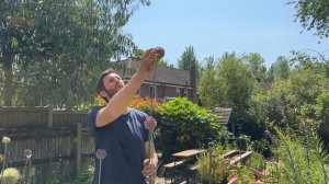 Allium Summer Drummer is finally out, and what a giant!