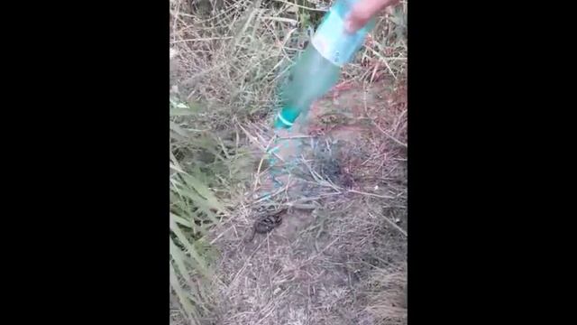 Спасатели выпустили детенышей ужей на волю смотреть онлайн