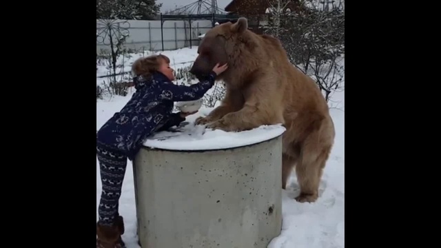 Завтрак с медведем