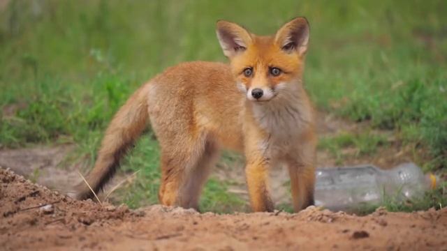 Такая Красивая Чарующая музыка и Золотая сказка ОСЕНИ! Музыка Сергея Чекалина смотреть онлайн