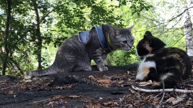 Кошки утомились на даче. Буся сдаётся, а Варя спряталась на крыше