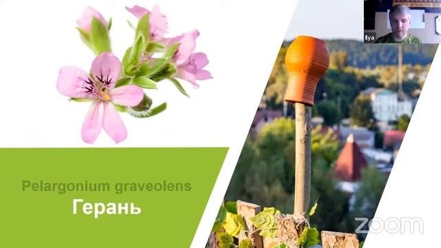 Эфирное масло герани. Свойства и применение. Легко запомнить с образом от ароматерапевта И. Чумаков