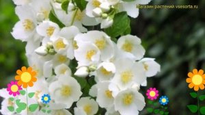 Чубушник венечный Бялый Каржел. Краткий обзор, описание philadelphus coronarius Bialy Karzel