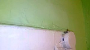 Ультразвуковой отпугиватель в работе, наслаждаемся как таракан на видео