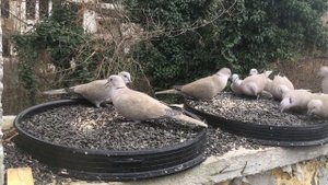 Горлица кольчатая. Открытая кормушка для всех.