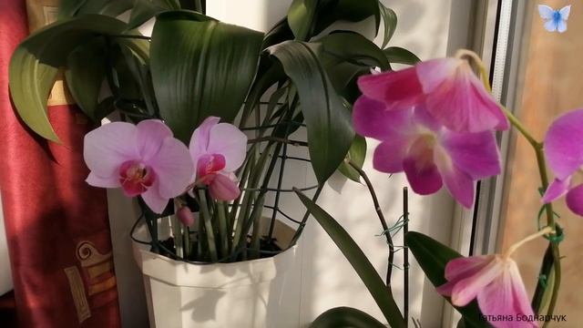 Почему не опылились орхидеи смотреть онлайн