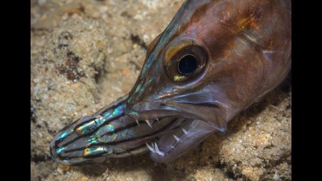 The underwater world of Solomon islands /Salomonöarnas undervattensvärld смотреть онлайн