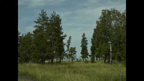 Песня Кукушка