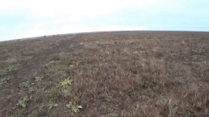 Коллективная охота на зайца. Взяли 9 зайцев на одном участке!!! Collective hunting for a hare.