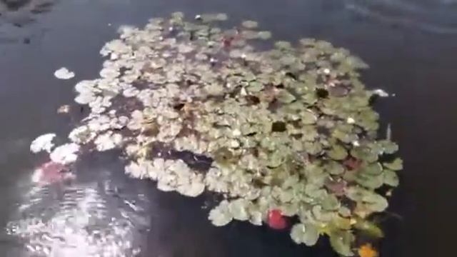 Природа. Болотные лилии. смотреть онлайн