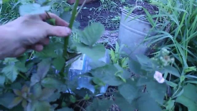 Выращивание ежевики в Сибири в открытом грунте. Первые результаты