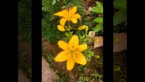 Лето! Прекрасная мелодия.mp4