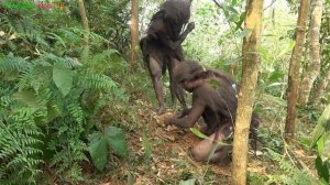 Первобытная жизнь. Лесные люди охотятся на животных?