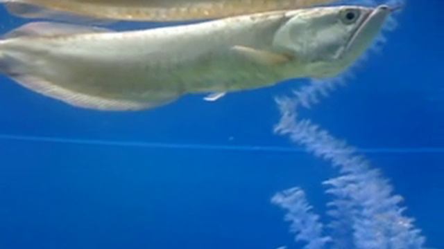 Аквариум. Ростовский зоопарк смотреть онлайн