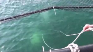 НАСЫЩЕНИЕ КИСЛОРОДОМ НА РЫБНЫХ ФЕРМАХ ПО РАЗВЕДЕНИЮ ДОРАДО И СИБАСА В ГАЭТЕ