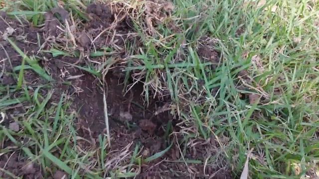 Best Budget Metal Detector 2023. Minelab Xterra Pro full review & Field test. смотреть онлайн