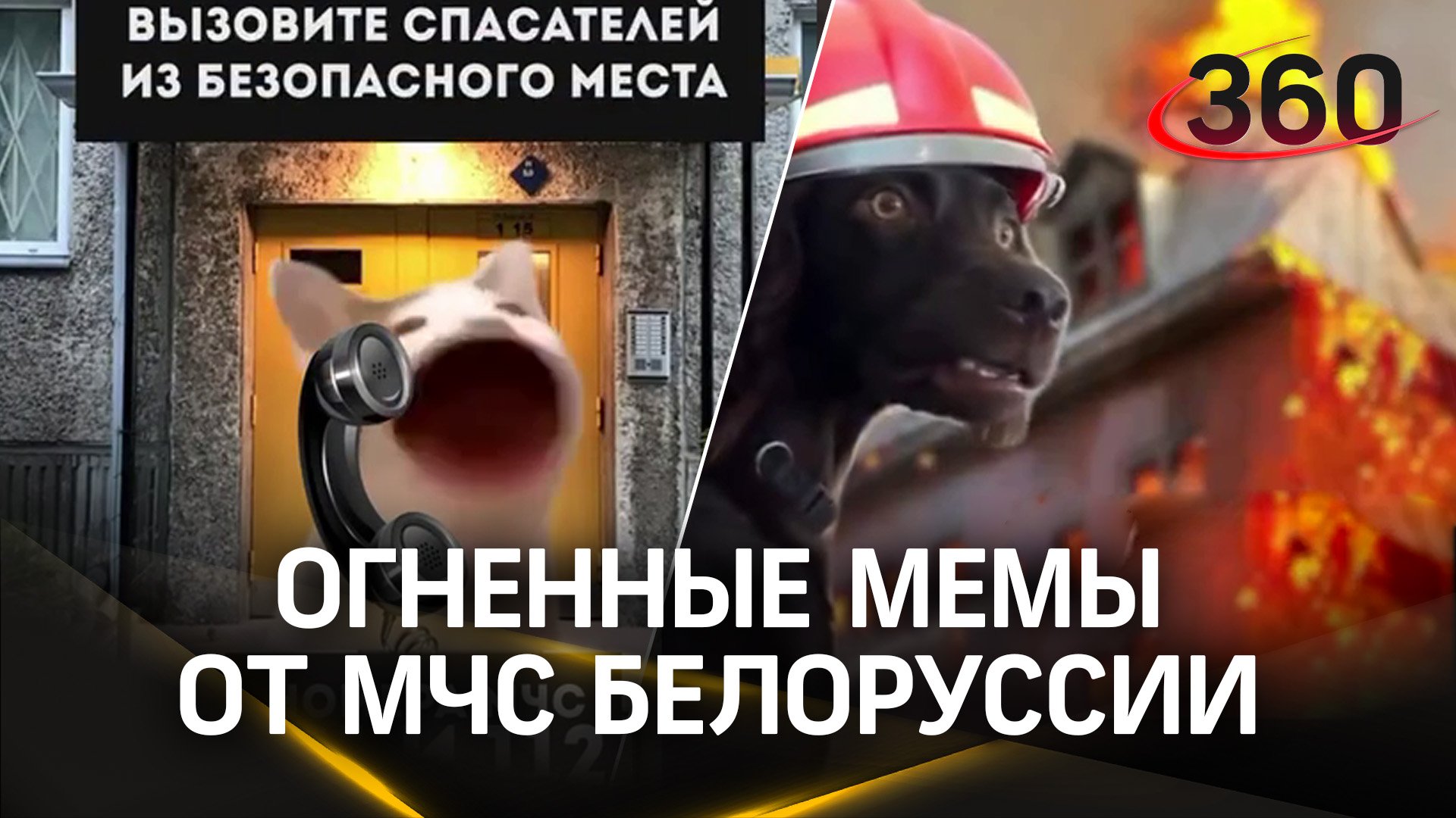 Гори под Бузову - белорусские коты из мемов спасают от пожара: МЧС Белоруссии