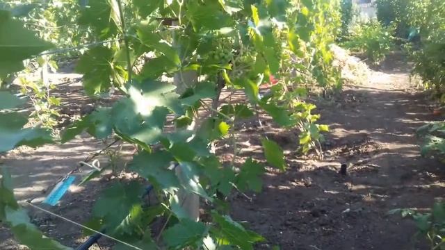 Сорт винограда  Италия