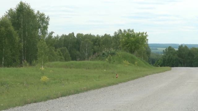 – Видишь суслика? – Нет – И я не вижу. А он есть... А может сурок смотреть онлайн