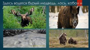 Энциклопедия заповедных мест. Заповедник "Оренбургский"