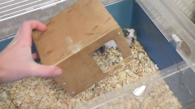 Сирийские хомяки 8-14 дней. Уборка у новорожденных хомячков
