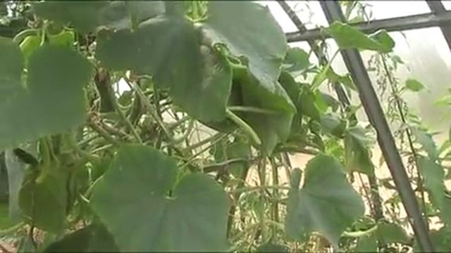 Огурцы до морозов! Август 2017 г //Секреты хороших урожаев. смотреть онлайн