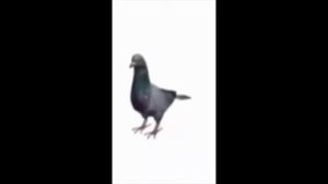 Я внебрачный сын тайской шл*хи