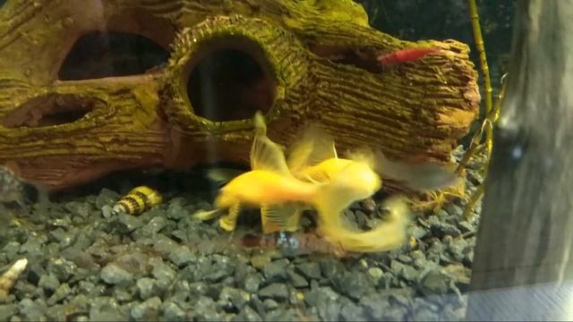 Вуалевые анциструсы играют ... смотреть онлайн