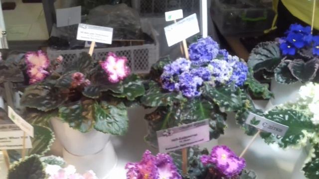 Выставка фиалок 29.10.2023. Продолжение. смотреть онлайн