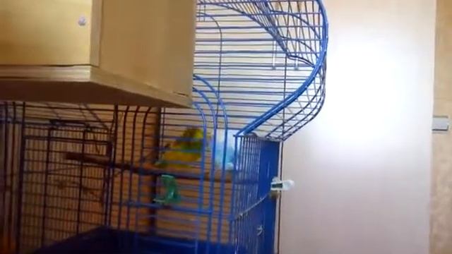 Спаривание волнистиков смотреть онлайн