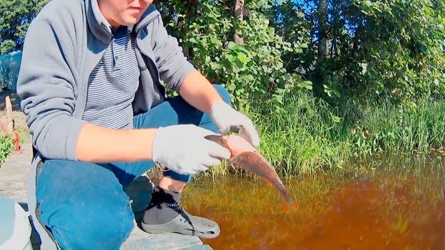 Чистим окуня за 10 секунд смотреть онлайн