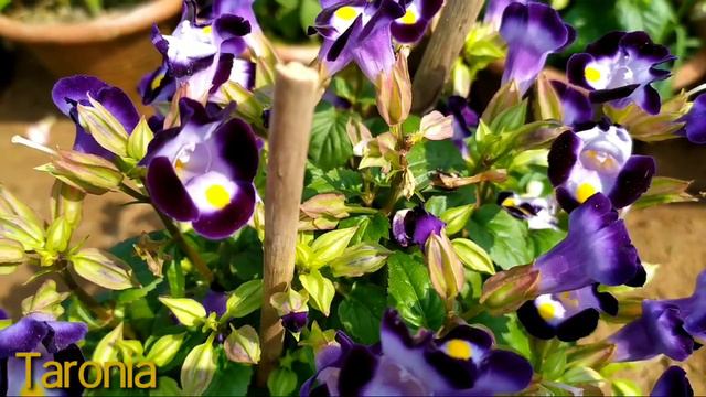 100 - BEST 15 PURPLE WINTER FLOWERS || FLORAL GARDENING смотреть онлайн