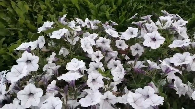 Торнадо Сильвер, мощная петуния, Биотехника смотреть онлайн