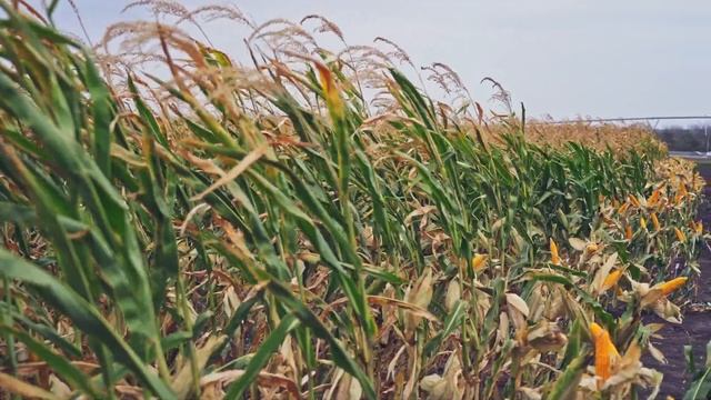 Какие лимитирующие факторы влияют на урожайность кукурузы? смотреть онлайн