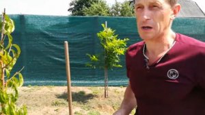 почему замерзла груша