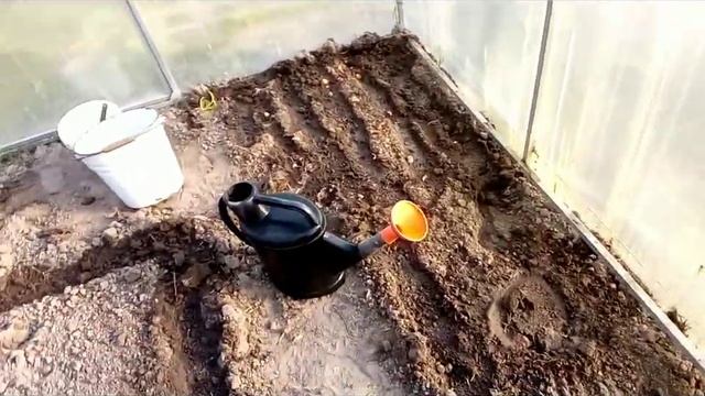 Начало сезона весенней посадки первый оборот в теплице